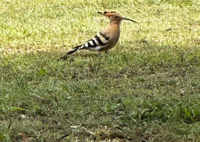 Choubello Classe 4 Etoiles Fajoles