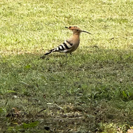 Choubello Classe 4 Etoiles Fajoles